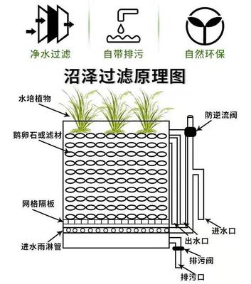 无滤材生态过滤 观赏鱼缸中的可行性与滤材角色解析